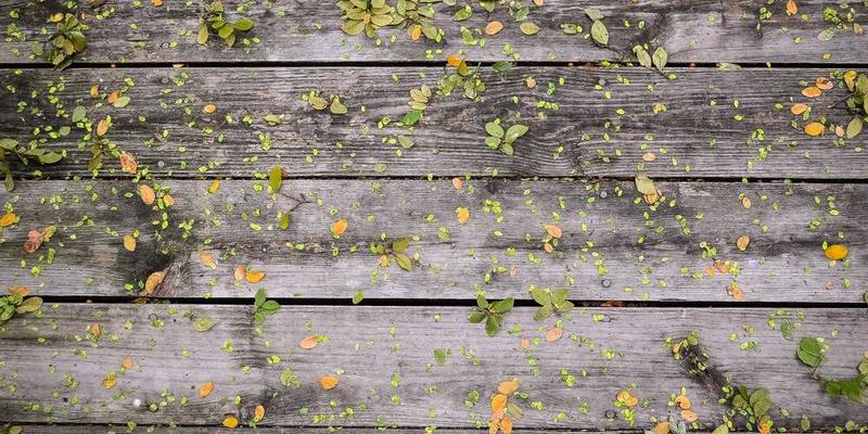 《冷月晨曦 第3季》